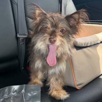 Hope -  Yorkshire Terrier and Chihuahua Dog for Adoption in Lexington, Kentucky - Hope | PetCurious
