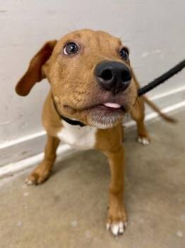 Peter Parker -  Hound and Mixed Breed Dog for Adoption in New Orleans, Louisiana - Peter Parker | PetCurious