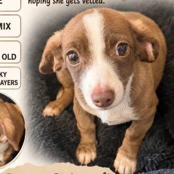 Dachshund and Chiweenie Dogs Available for Adoption in Fresno, California - Slinky | PetCurious