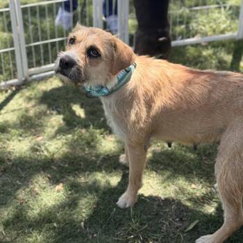 Terrier Dogs Available for Adoption in Tacoma, Washington - Marianna | PetCurious