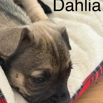 French Bulldog and Australian Cattle Dog Blue Heeler Dogs Available for Adoption in Fort Lauderdale, Florida - Dahlia Blossom | PetCurious