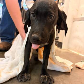 Elvis -  Hound and Mixed Breed Dog for Adoption in Franklin, North Carolina - Elvis | PetCurious