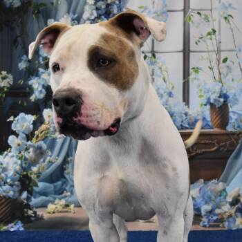 Colby -  Pit Bull Terrier Dog for Adoption in Yuma, Arizona - Colby | PetCurious