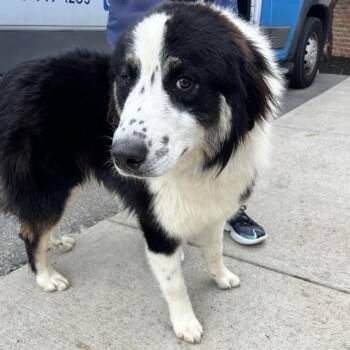 Rex -  Bernese Mountain Dog and Great Pyrenees Dog for Adoption in Allentown, Pennsylvania - Rex | PetCurious