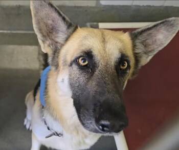 Rescue German Shepherd Dog Dogs for Adoption in Round Rock, Texas - Joey | PetCurious