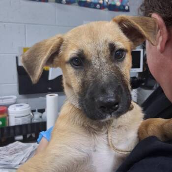 Joey @ Foster -  Mixed Breed Dog for Adoption in Summerville, South Carolina - Joey @ Foster | PetCurious