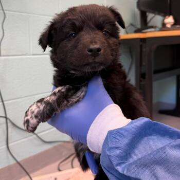 Cattle Dog and Mixed Breed Dogs Available for Adoption in Charlottesville, Virginia - Templeton | PetCurious