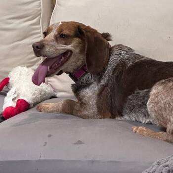 Mixed Breed Dogs Available for Adoption - Mandy | PetCurious