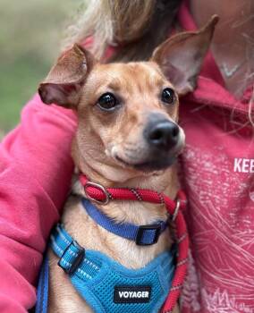Jake -  Dachshund Dog for Adoption in Oakland, California - Jake | PetCurious