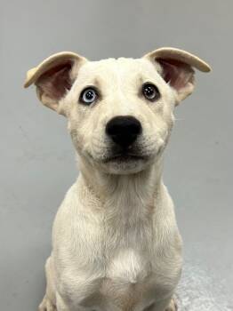Rescue Shepherd and Labrador Retriever Dogs for Adoption in Hartsville, South Carolina - Tulla (Tx2) | PetCurious