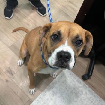 Chloe - Courtesy Post -  Boxer Dog for Adoption in Gulfport, Mississippi - Chloe - Courtesy Post | PetCurious
