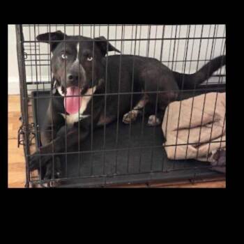 Labrador Retriever Dogs Available for Adoption in Cumming, Georgia - Ricky | PetCurious