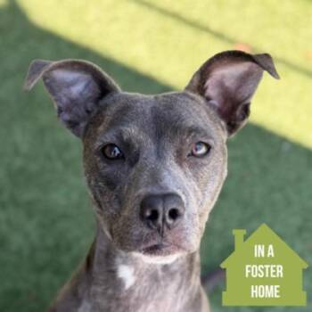 Stormi -  American Staffordshire Terrier Dog for Adoption in Sacramento, California - Stormi | PetCurious