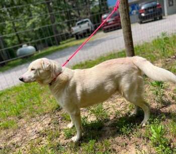 Labrador Retriever Dogs Available for Adoption in Newport, Kentucky - Millie | PetCurious