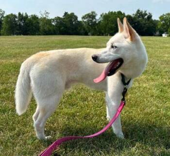 Vik -  Klee Kai Dog for Adoption in Downers Grove, Illinois - Vik | PetCurious