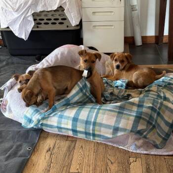 Vinyl -  Cattle Dog and Mixed Breed Dog for Adoption in Flagstaff, Arizona - Vinyl | PetCurious