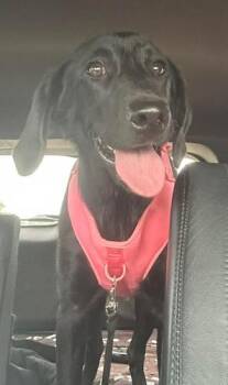 Denver 9 -  Black Labrador Retriever Dog for Adoption in Killingworth, Connecticut - Denver 9 | PetCurious