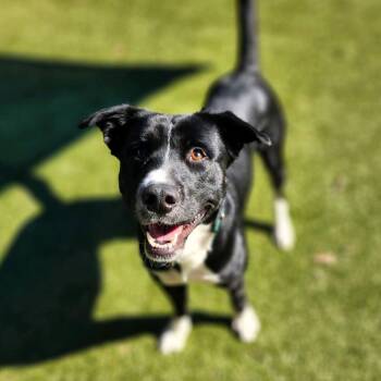 Mixed Breed Dogs Available for Adoption - Big Time | PetCurious