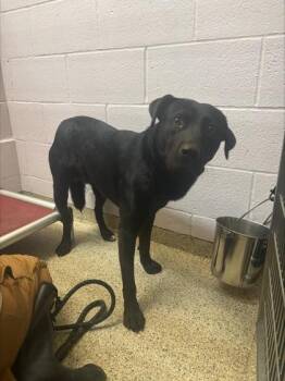 Sinco -  Labrador Retriever and Mixed Breed Dog for Adoption in Conway, Arkansas - Sinco | PetCurious