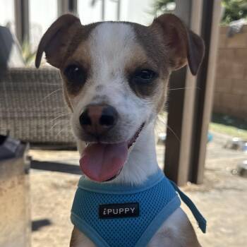 Chihuahua and Terrier Dogs Available for Adoption in Ridgefield, Washington - Mr. Handsome DJ | PetCurious