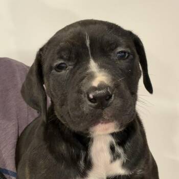 Mixed Breed Dogs Available for Adoption - Maybelle | PetCurious