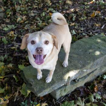 Rosco -  Pug and Mixed Breed Dog for Adoption in Mckean, Pennsylvania - Rosco | PetCurious