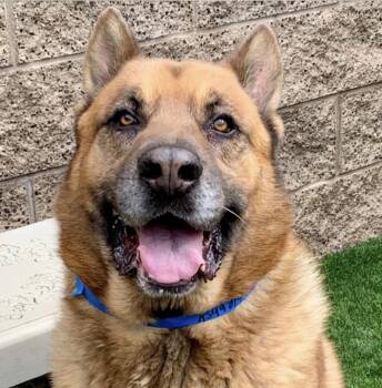 German Shepherd Dog Dogs Available for Adoption in San Marcos, California - OUT OF TIME APRIL 23RD! Sweet Older Boy Samuel #A549014- Still L | PetCurious