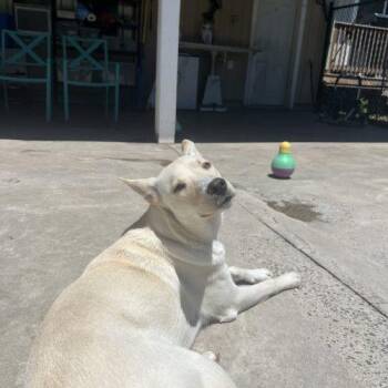 Saturn -  Mixed Breed Dog for Adoption in Hamden, Connecticut - Saturn | PetCurious