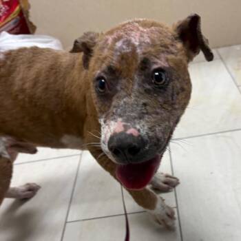 Pit Bull Terrier Dogs Available for Adoption in Lufkin, Texas - Johnny | PetCurious