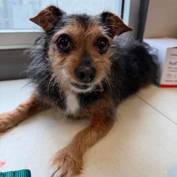 Terrier and Mixed Breed Dogs Available for Adoption in Tuscaloosa, Alabama - Toby | PetCurious