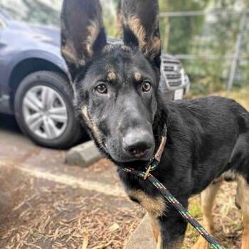 German Shepherd Dog Dogs Available for Adoption in Oakland, California - Eli | PetCurious
