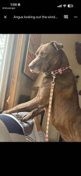 Labrador Retriever and American Bully Dogs Available for Adoption in Aurora, Colorado - Angus | PetCurious