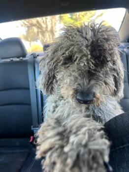 Australian Shepherd and Poodle Dogs Available for Adoption - Duchess | PetCurious