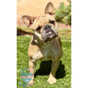 Coco -  French Bulldog Dog for Adoption in Inglewood, California - Coco | PetCurious