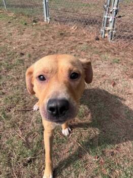 Jackie -  Labrador Retriever and Shepherd Dog for Adoption in Little Rock, Arkansas - Jackie | PetCurious