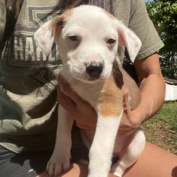 Australian Shepherd and Mixed Breed Dogs Available for Adoption in Rossville, Georgia - Phil | PetCurious