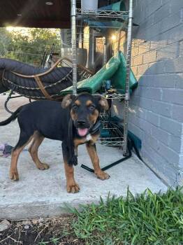 Fall Leaves Litter: Willow -  Miniature Pinscher Dog for Adoption in Dallas, Texas - Fall Leaves Litter: Willow | PetCurious