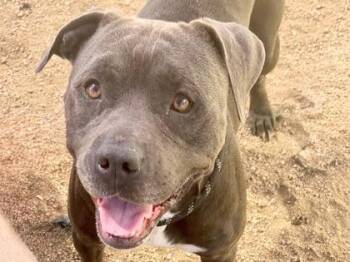 Hodge Podge -  Mixed Breed Dog for Adoption in Georgetown, Texas - Hodge Podge | PetCurious