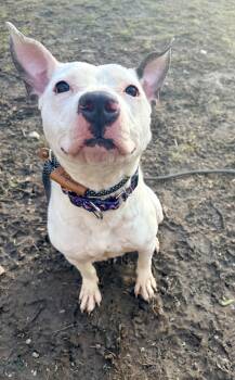 Terrier Dogs Available for Adoption - Mei Mei | PetCurious