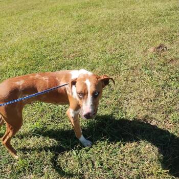 Landzar 2853 -  Mixed Breed Dog for Adoption in Loxahatchee Groves, Florida - Landzar 2853 | PetCurious