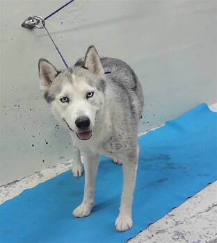 Husky and Mixed Breed Dogs Available for Adoption in Houston, Texas - A2067829 | PetCurious