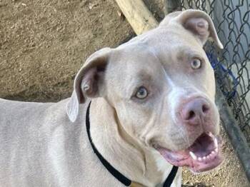 Rescue Mixed Breed Dogs for Adoption in Georgetown, Texas - Aria | PetCurious