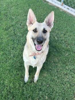 Rescue German Shepherd Dog Dogs for Adoption in Oklahoma City, Oklahoma - Dutchess | PetCurious