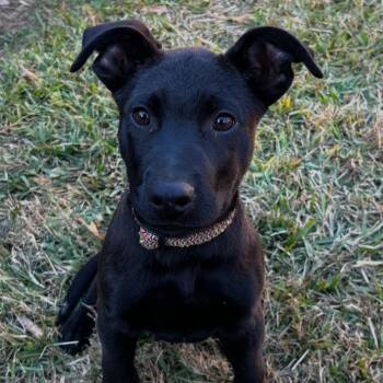 Rescue Black Labrador Retriever and German Shepherd Dog Dogs for Adoption in Glocester, Rhode Island - Frankie | PetCurious