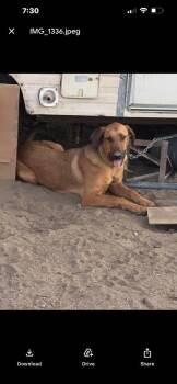 Not So Tiny -  Anatolian Shepherd Dog for Adoption in San Diego, California - Not So Tiny | PetCurious