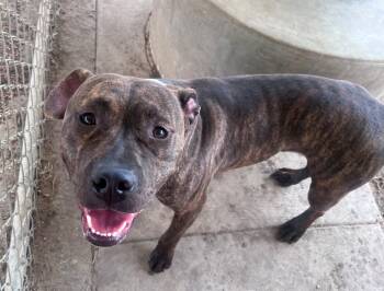 Pop A218686 -  Pit Bull Terrier Dog for Adoption in Plano, Texas - Pop A218686 | PetCurious