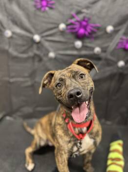 Rescue Mixed Breed Dogs for Adoption in Chickasha, Oklahoma - Mercedes | PetCurious