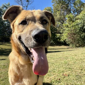 Rescue German Shepherd Dog Dogs for Adoption - Rusty | PetCurious
