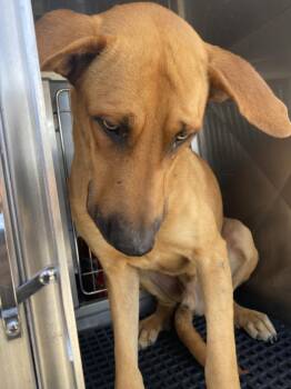 Mixed Breed Dogs Available for Adoption in Dallas, Texas - GIANNIS | PetCurious