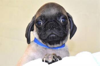 Pug Dogs Available for Adoption in Fort Lauderdale, Florida - JAXX BRIGGS | PetCurious